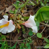 Curcuma oligantha Trimen